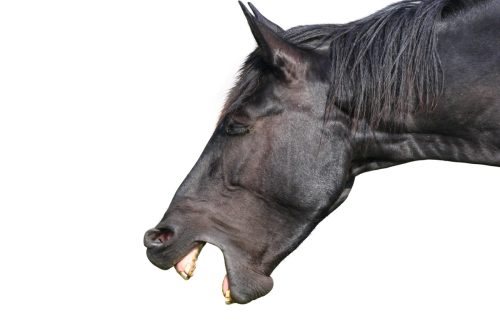 laughing horse