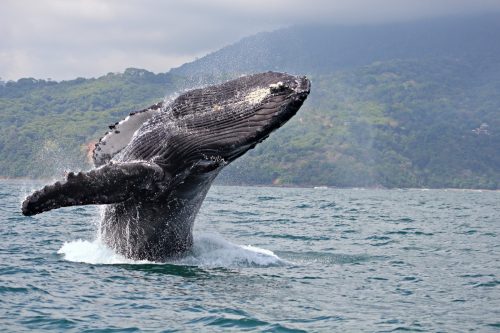humpback whale jumping out of the water