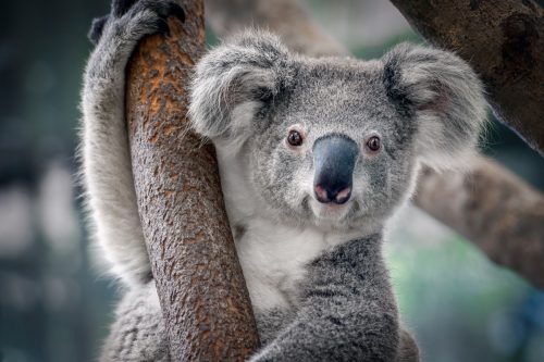 A cute koala hanging from a tree branch
