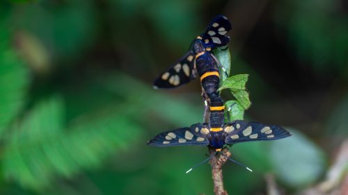 tiger moths mating