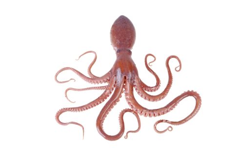 pink octopus