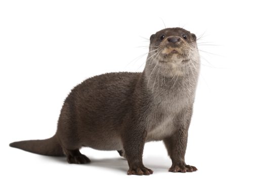 european otter against white background