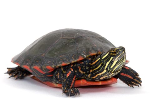 painted turtle