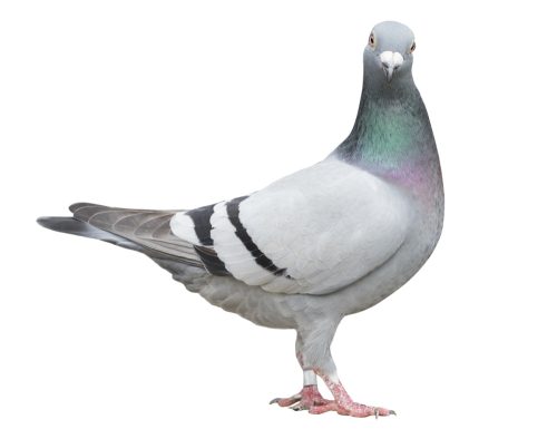 pigeon