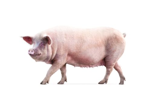 big pink pig against a white background