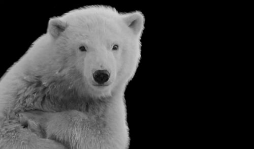 polar bear against a black background