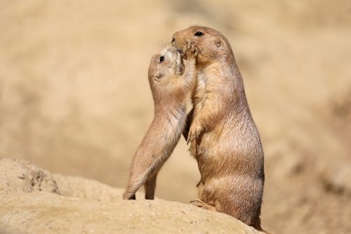 prairie dog mother and baby kissing