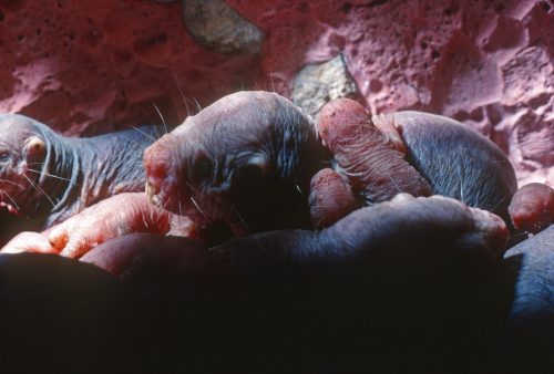 Naked mole rat colony in underground chamber