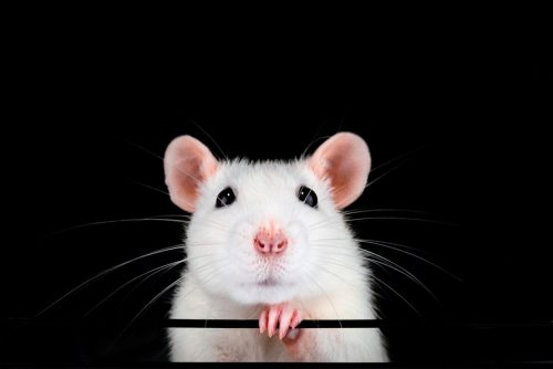 cute white rat against a black background