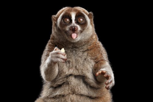 close up of a Slow Loris against a black background