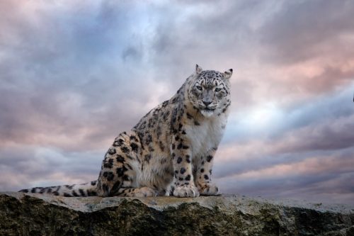 snow leopard sitting atop a rocky mountain