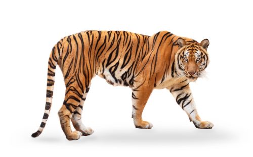 tiger looking at camera against a white background