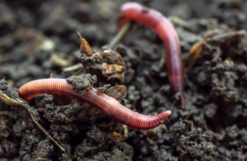 Red earthworms in compost