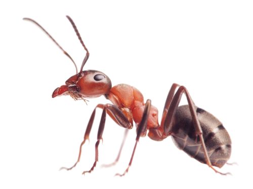 red ant on white background