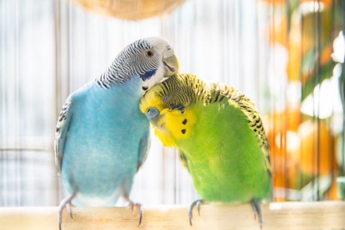 Blue and green budgerigar birds preening