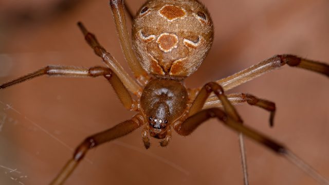 Female brown widow spider
