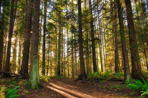 Sunrays filtering thru the forest foliage in a Vancouver Island provincial park