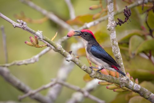 cebu flowerpecker
