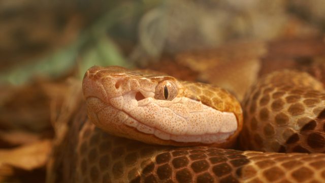 A closeup of a copperhead snake's face