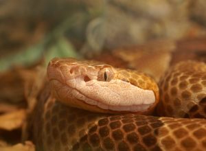A closeup of a copperhead snake's face