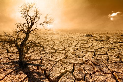 arid, dehydrated background with dead trees
