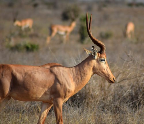 hirola in the wild