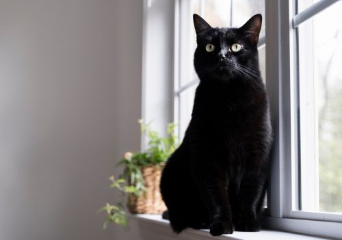 black cat