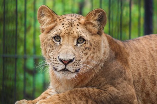 ti-liger