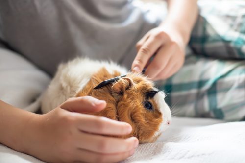 Close up of a little boy combing a guinea pig