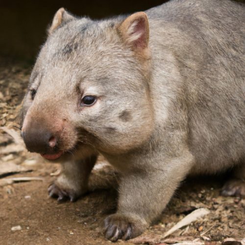 northern hairy-nosed wombat
