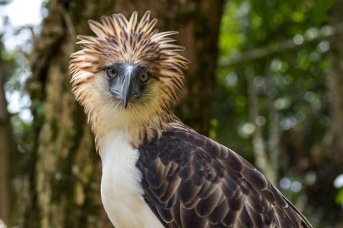 The Philippine Eagle