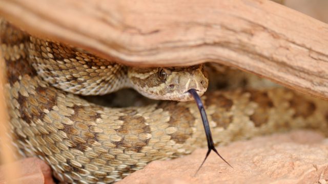 A prairie rattlesnake hiding under a stick