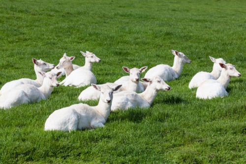 A group of white Seneca deer resting on green spring grass