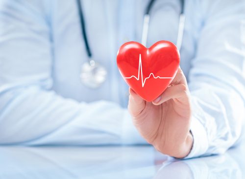 doctor holding a model of a heart