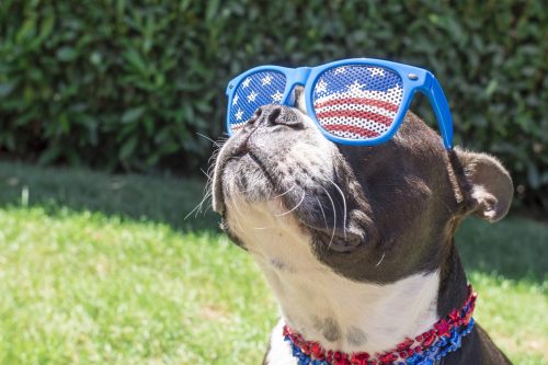 Boston Terrier Dog Looking Cute in Stars and Stripes Flag Sunglasses