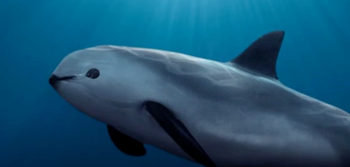 vaquita swimming in the water