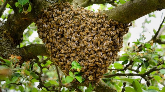 Swarm of Bees in a Tree