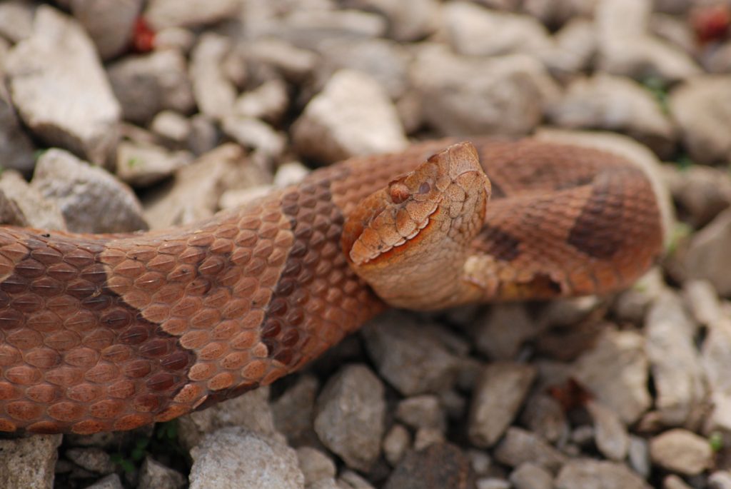 A closeup of a copperhead snake sitting on rocks with its head raised