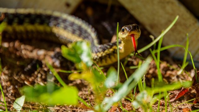 A garter snake sitting in a yard
