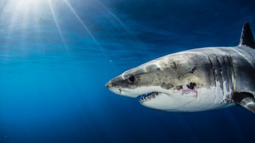 A great white shark under water