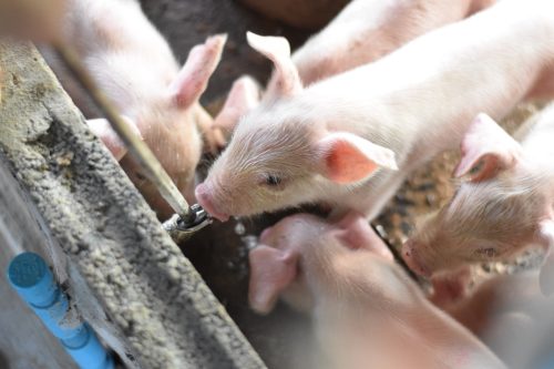 baby pigs drinking water
