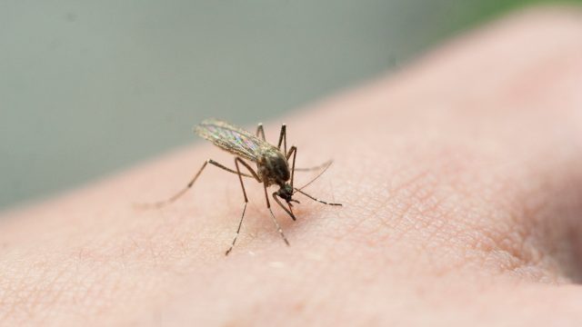 A mosquito drinking blood from someone's hand