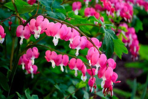 Pink bleeding heart flowers