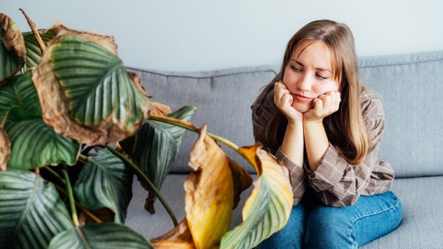 A young woman sitting on her couch looking sad and staring at a big, dead houseplant.