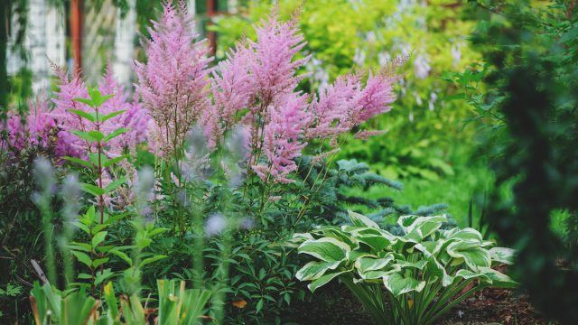 mixed garden shady border with hostas and astilbe planted together