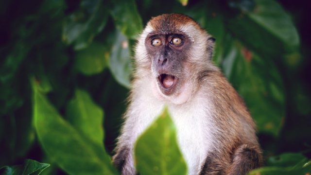 surprised monkey with mouth open - animal facts