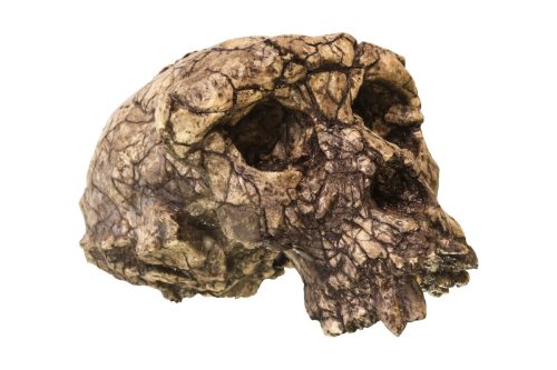 Toumai skull