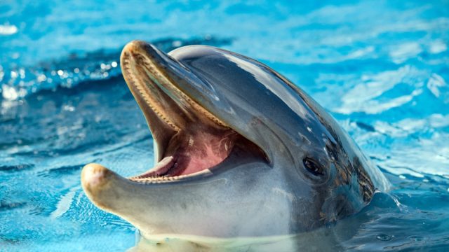 dolphin smiling