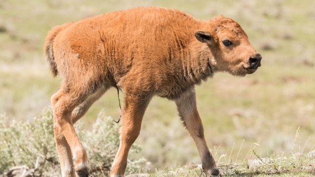 Newborn bison calf.