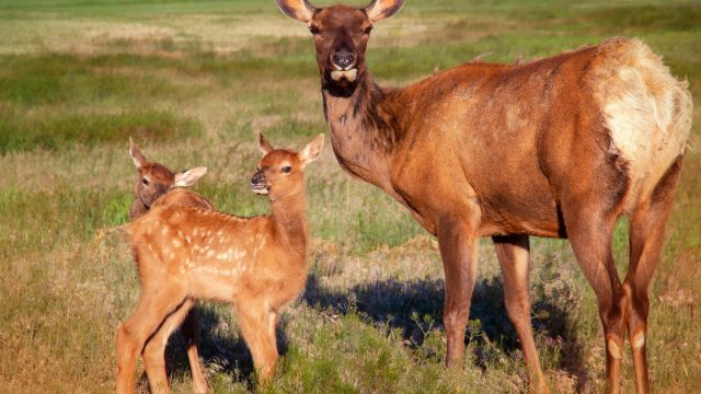 Cow elk roaming the fields with her young calves.